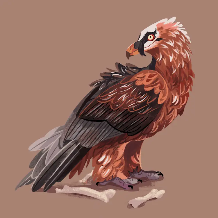 Bearded Vulture