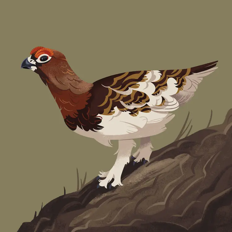 Willow Ptarmigan