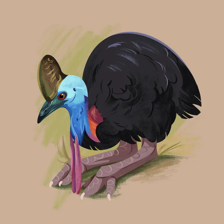 Cassowary