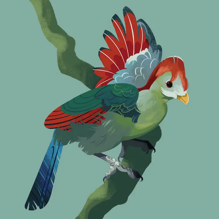 Red-Crested Turaco