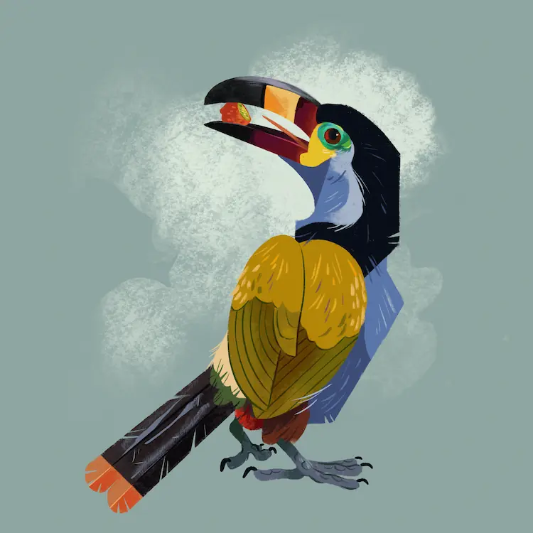 Plate-Billed Mountain Toucan