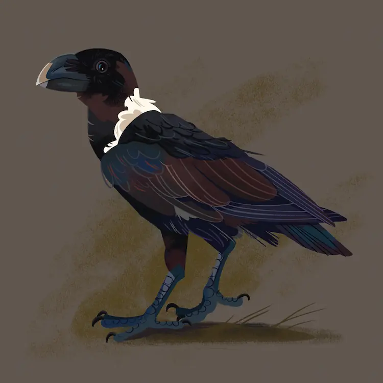 White-Necked Raven