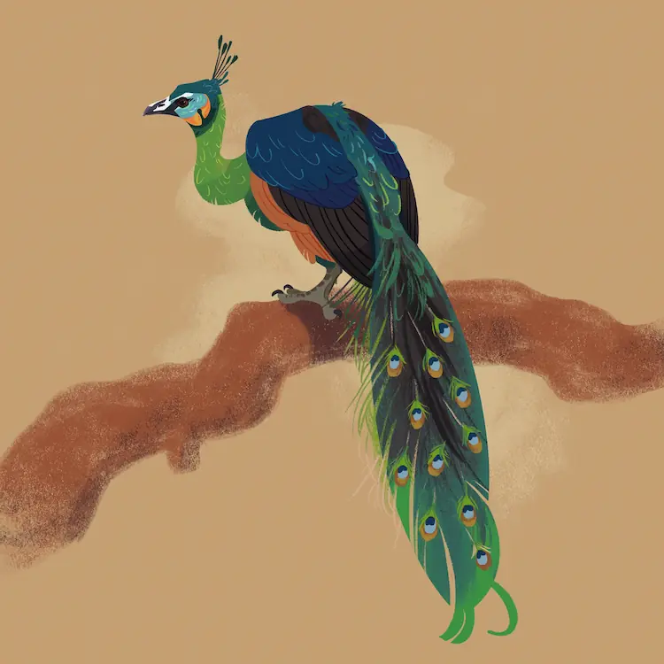 Green Peafowl