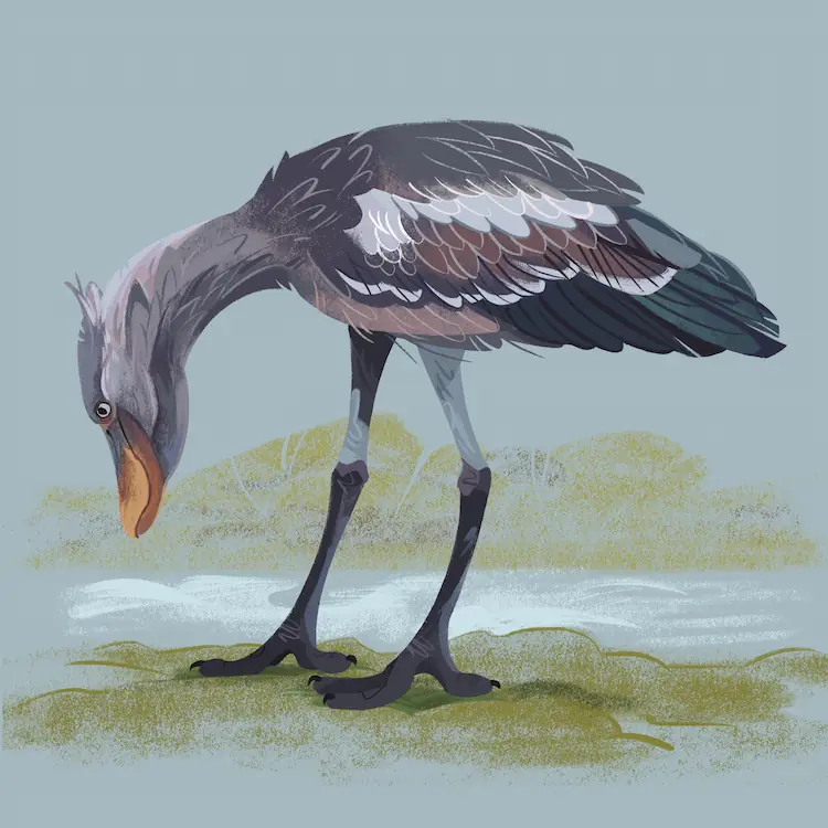 Shoebill