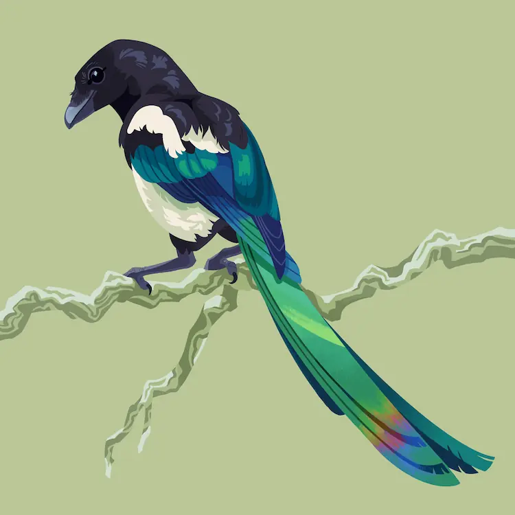 Black-Billed Magpie