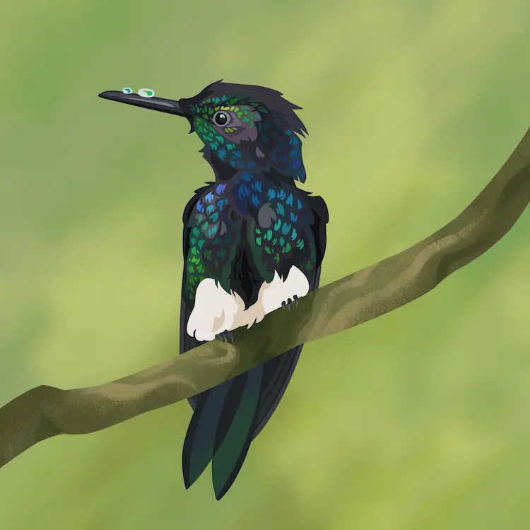 Puffleg Hummingbird