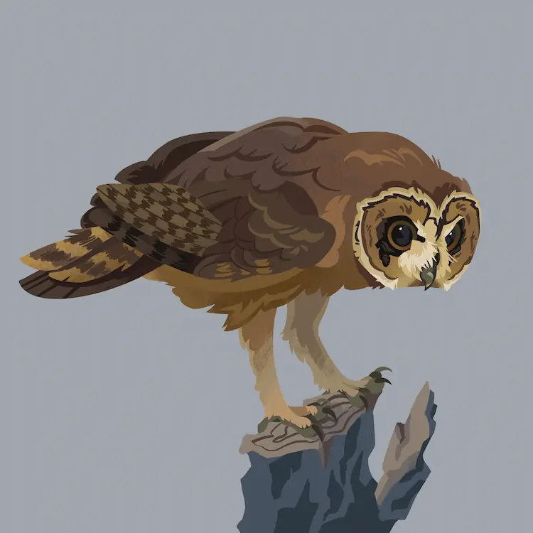 Marsh Owl