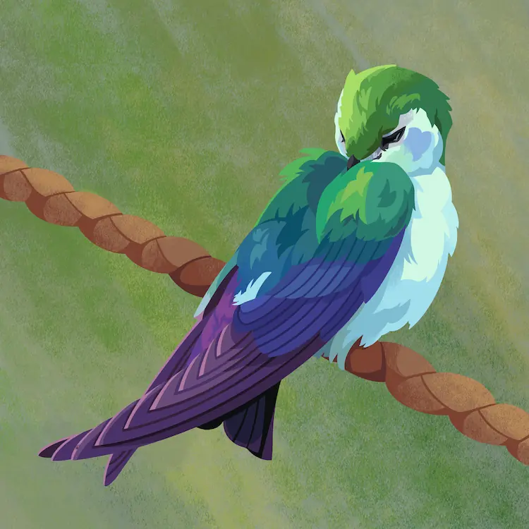 Violet-green Swallow