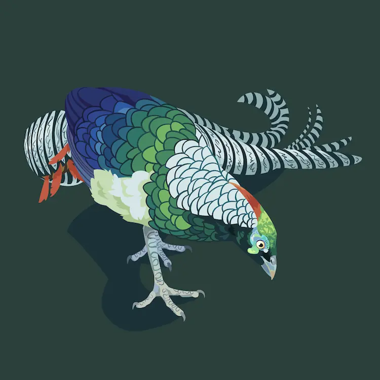 Lady Amherst's Pheasant