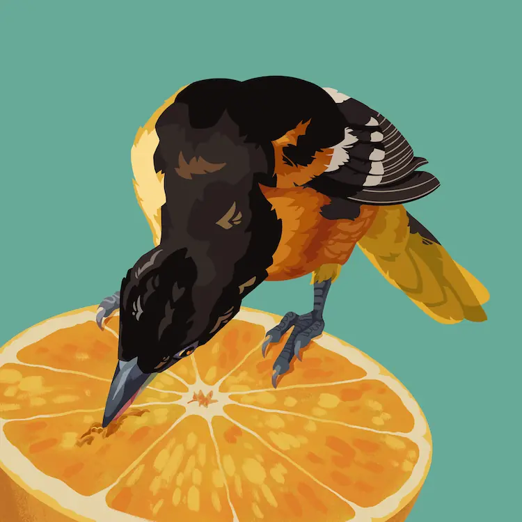 Baltimore Oriole