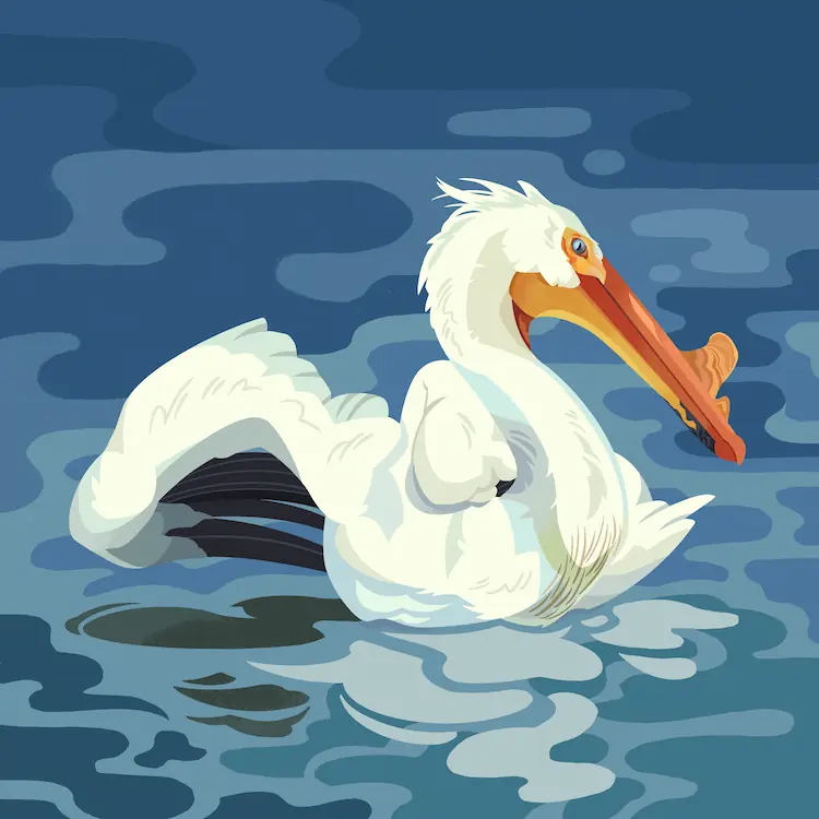 American White Pelican