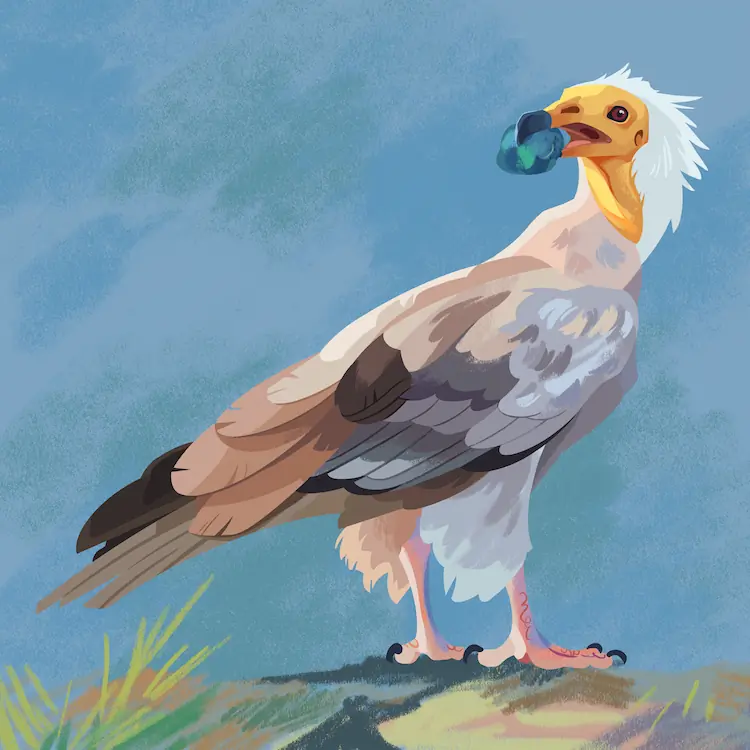 Egyptian Vulture