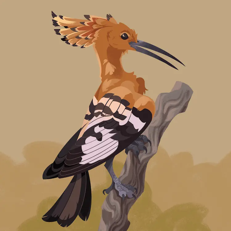 African Hoopoe