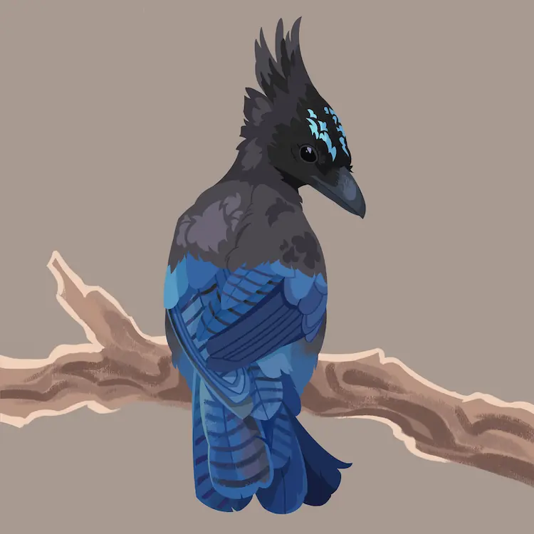 Steller's Jay