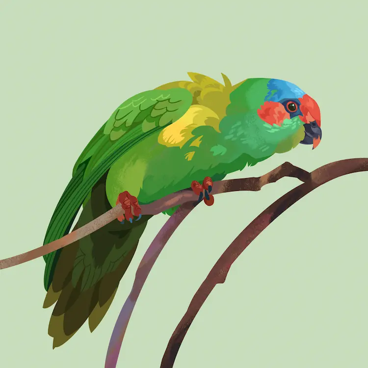 Musk Lorikeet