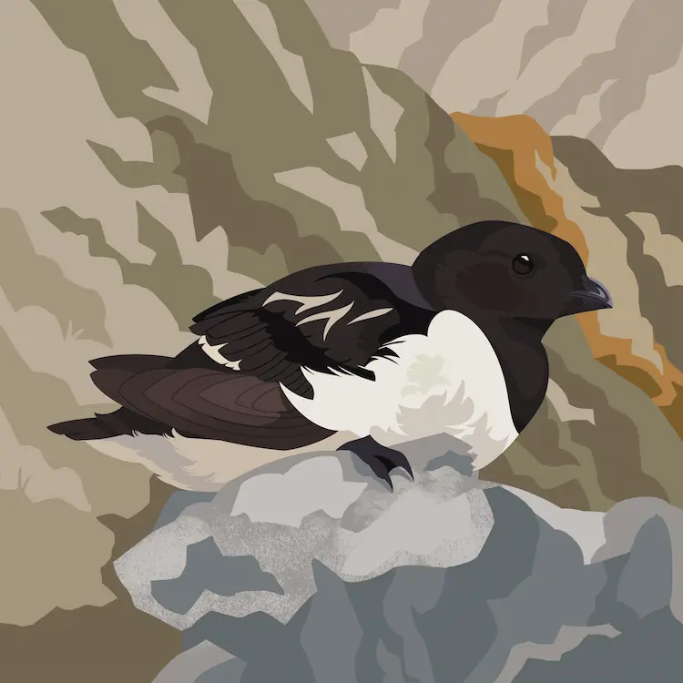 Little Auk