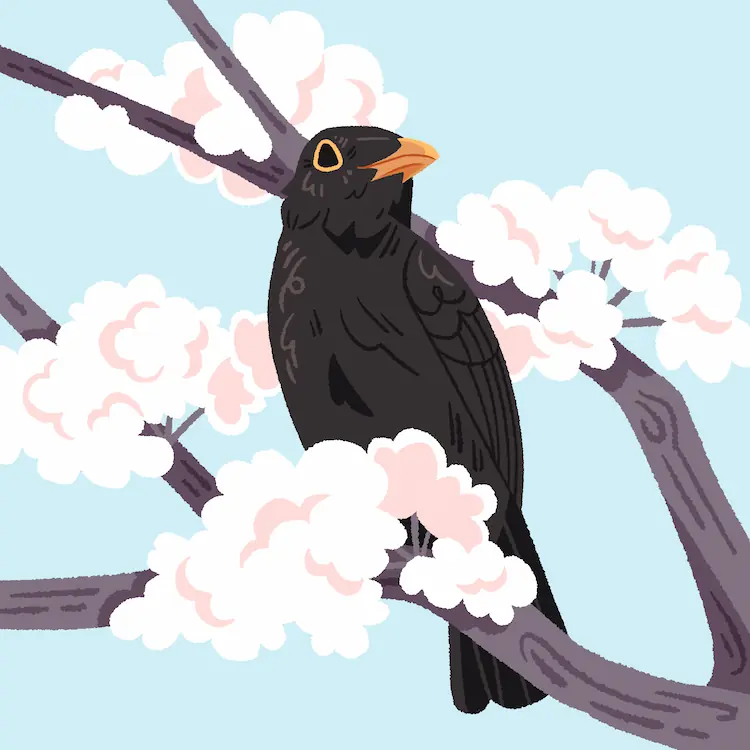 Common Blackbird