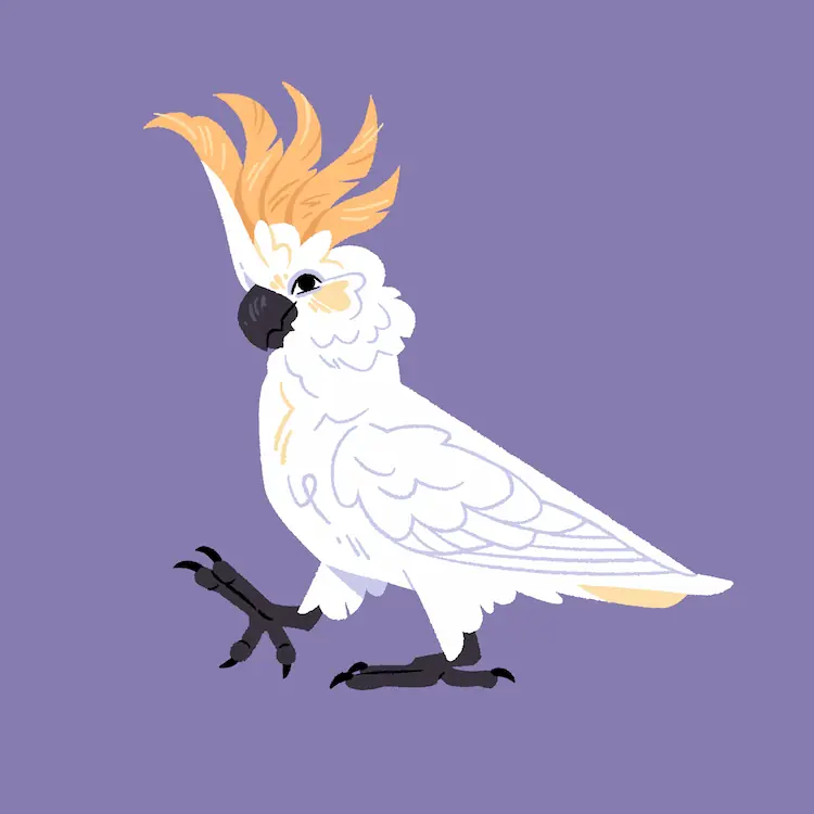 Sulphur-Crested Cockatoo