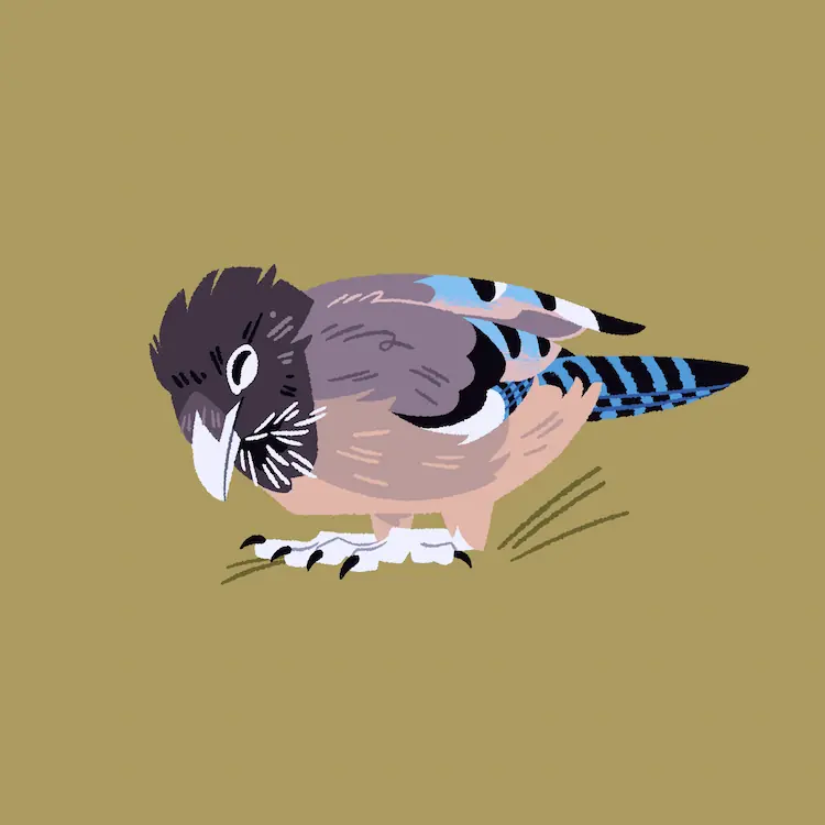 Black-Headed Jay