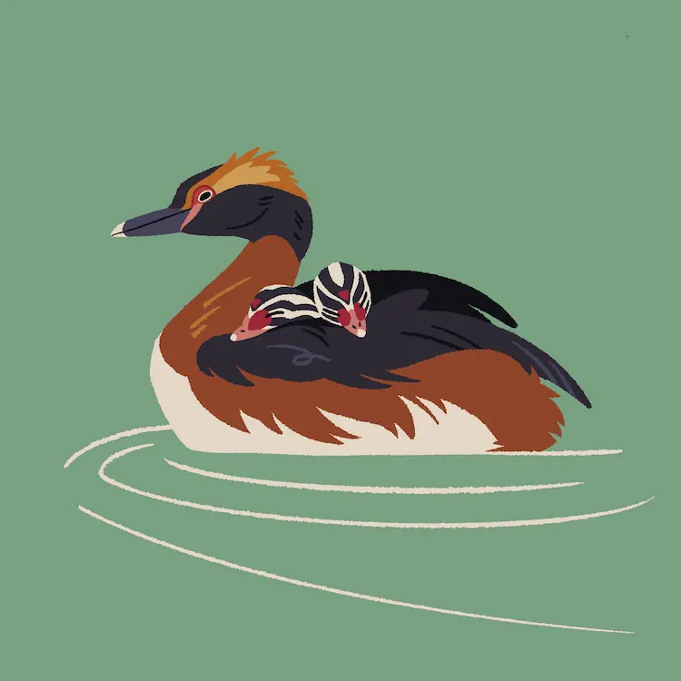 Horned Grebe