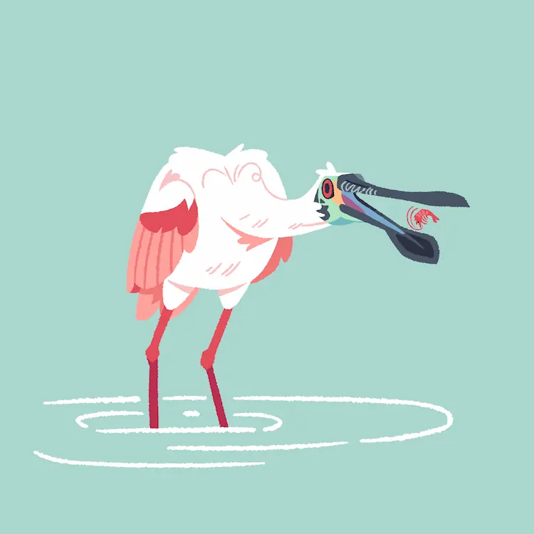 Roseate Spoonbill