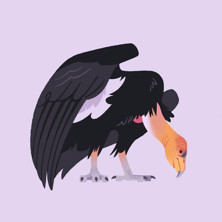 California Condor