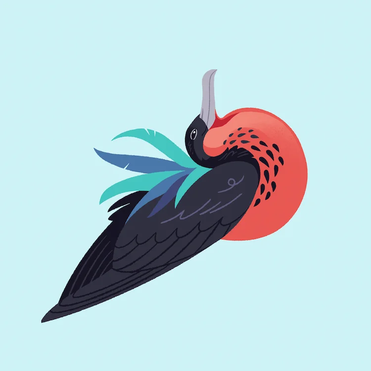 Christmas Frigatebird