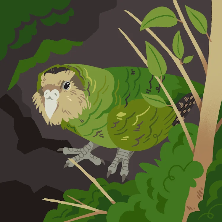 Kākāpō, or Owl Parrot