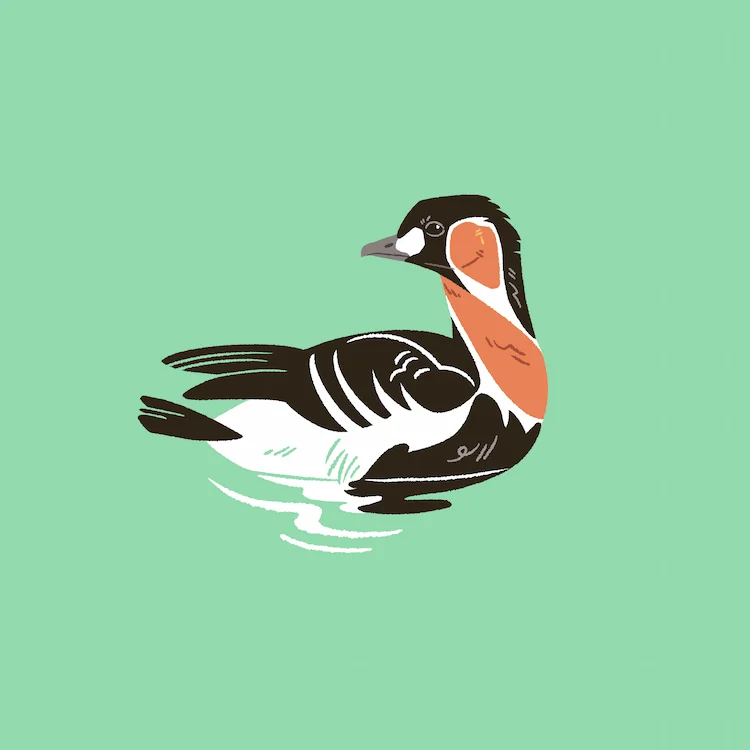 Red-Breasted Goose