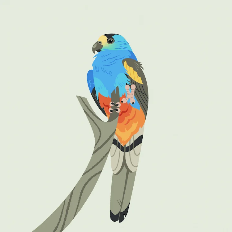 Golden-Shouldered Parrot