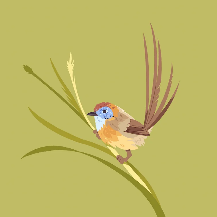 Mallee Emu-Wren