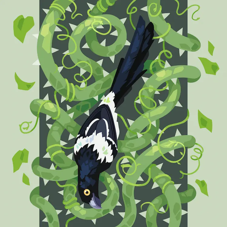 A painting of a Magpie Tanager surrounded by a twisting mass of thorned vines.