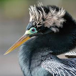 A headshot of an anhinga.