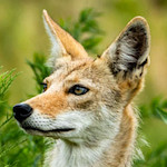 A headshot of a coyote.