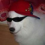 A samoyed wearing sunglasses and a sideways baseball cap, styled after the flag of the Philippines.