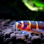 A headshot of a kuhli loach.