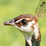 A headshot of a peahen.