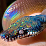 A snake which appears almost rainbow in its iridescence.