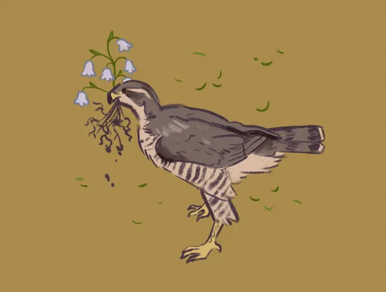 A painting of a peregrine falcon standing on the ground, holding a Lily of the Valley flower, roots exposed.