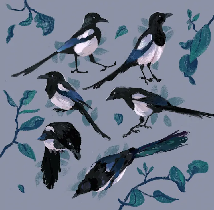 A painting of 6 black-billed magpies in various poses, with leafed branches filling the empty space.