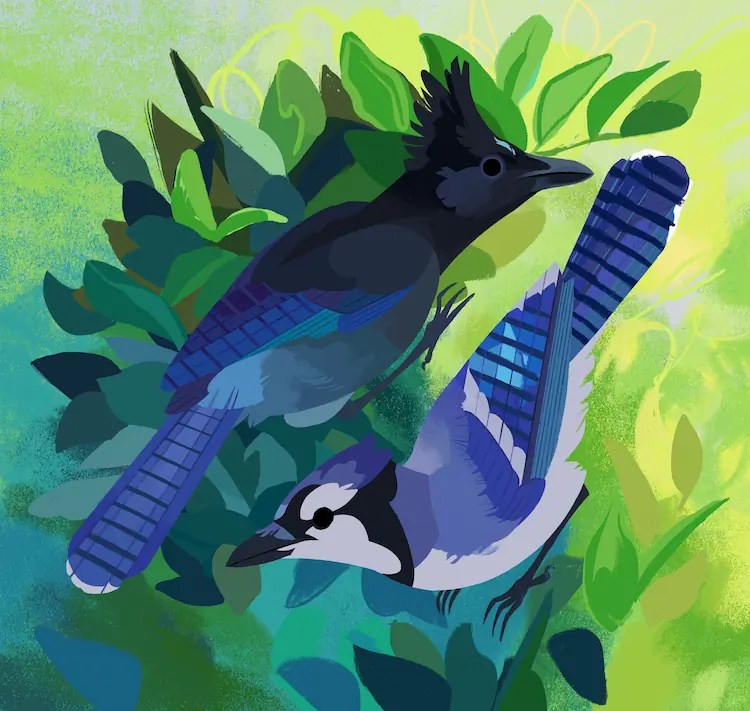 A painting of two jays: a steller's jay above and to the left, and a blue jay below and to the right. The are stood in partially lit leaves.