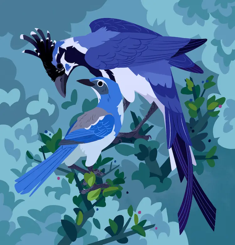 A painting of two jays; a black-throated magpie-jay and a smaller scrub jay. They're standing on a branch with small leaves.