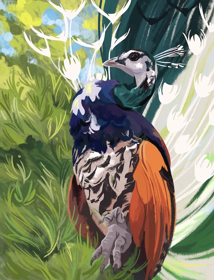 A painting of a peacock with a piebald colour mutation, causing random streaks and patches of white on its body and tail.
