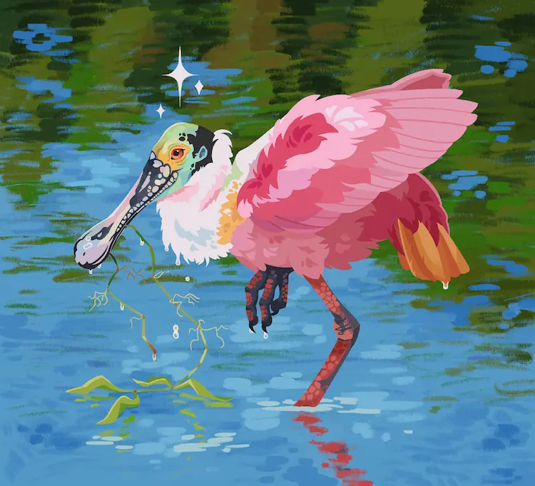 A painting of a roseate spoonbill, pond weed in its mouth. It's standing on one leg in shallow water.