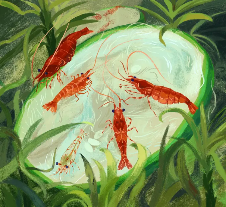 A painting of five red neocaridina shrimp, of various colour grades, standing on and eating from a (comparatively) large slice of cucumber.