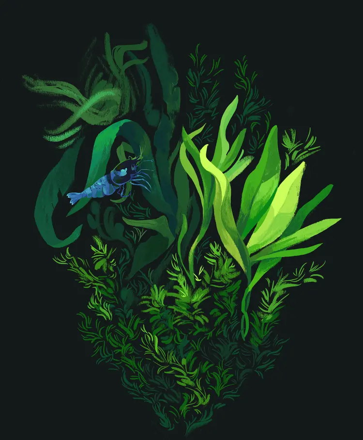 A painting of a blue shrimp surrounded by various aquarium plants, perched on one of the larger leaves.