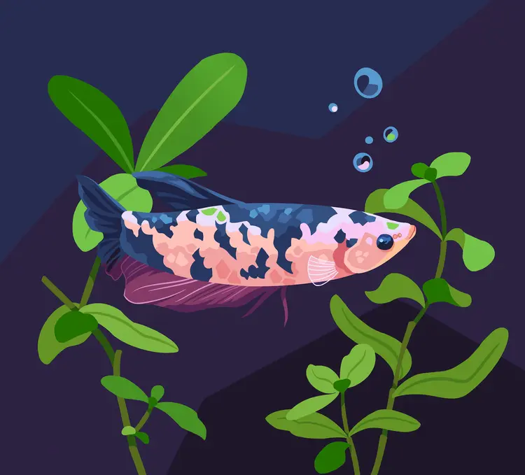 A painting of a betta fish with short fins and a patchy, light pink and dark blue pattern. There are some aquarium plants behind her.