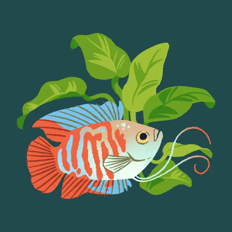 A painting of a dwarf gourami swimming to the right, antennae-like ventral fins outstretched in front of them, in front of a clump of anubias leaves.