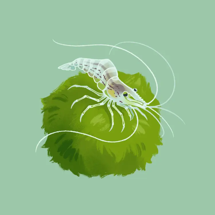 A painting of a semi-transparent ghost shrimp balancing on top of a marimo moss ball, long antennae sweeping backwards.