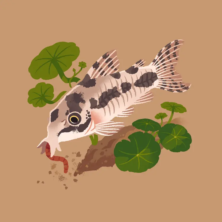 A painting of a dwarf cory swimming to the left, slurping up a bloodworm and kicking up substrate from the action. It's flanked on either side by bunches of whorled pennywort.